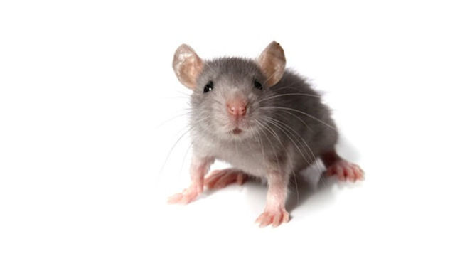Mouse Genome Decodified