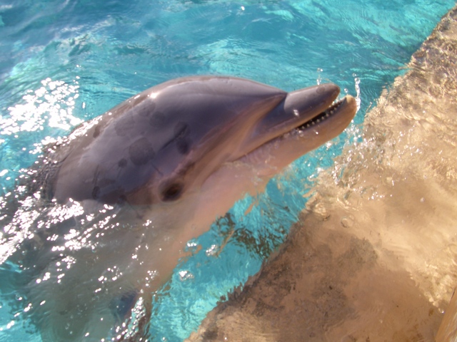 My first trip to Sea World!