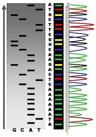 Frederick Sanger develops rapid DNA sequencing technique