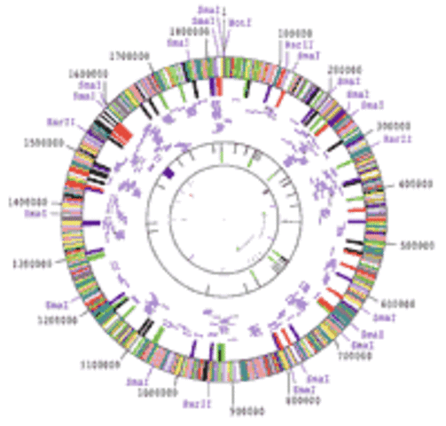 Haemophilus influenzae becomes first bacterium genome sequenced