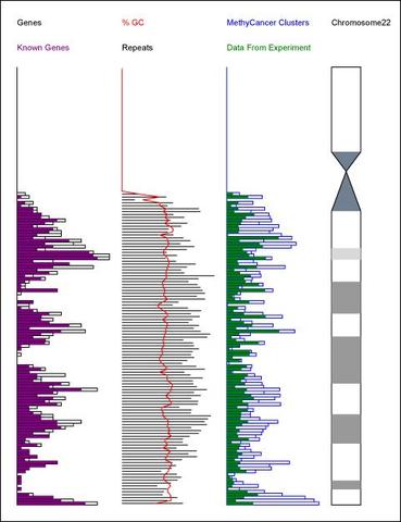 Chromosome 22 first human chromosome to be decoded