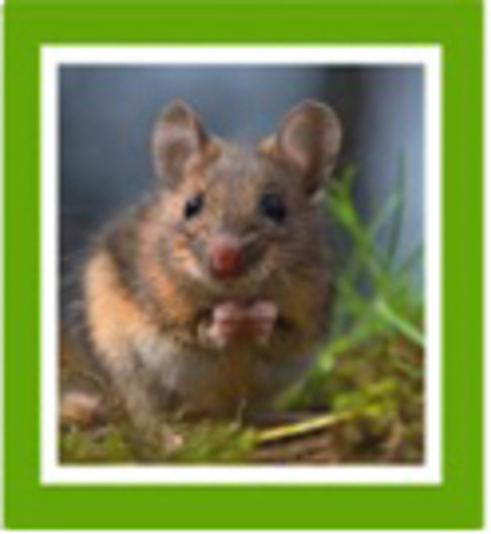 Mouse becomes first mammalian research organism with decoded genome