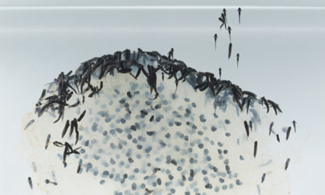 Tadpoles hatch from the frog spawn