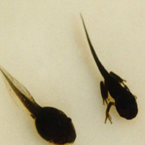 the tadpoles grow legs