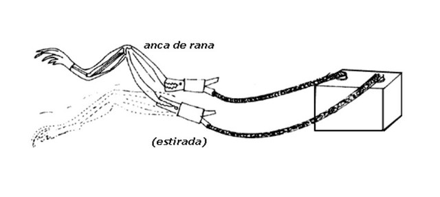 Electricidad Animal