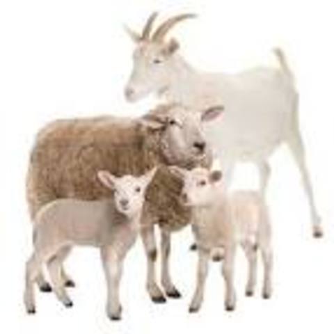 Ovejas, cabras y gacelas