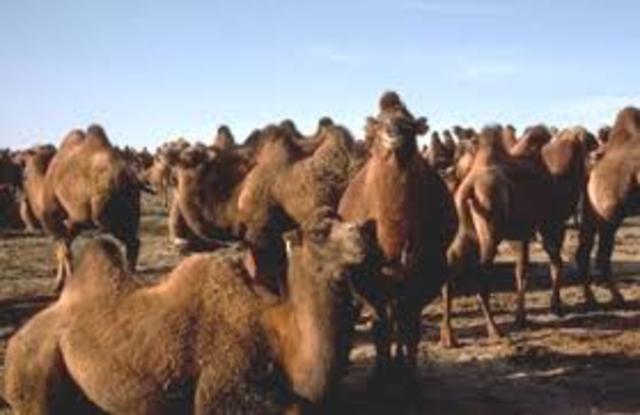 Camello y dromedarios