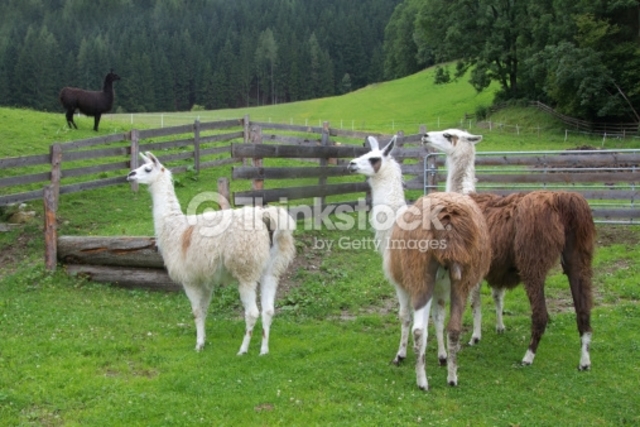 Lama,alpaca y vaca