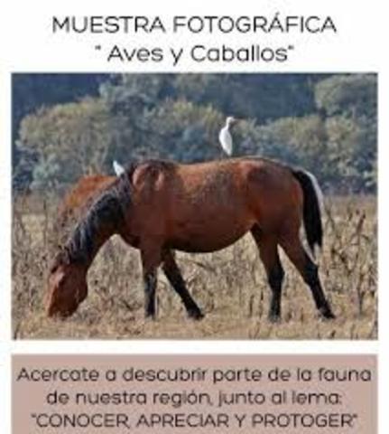 Caballo y las aves