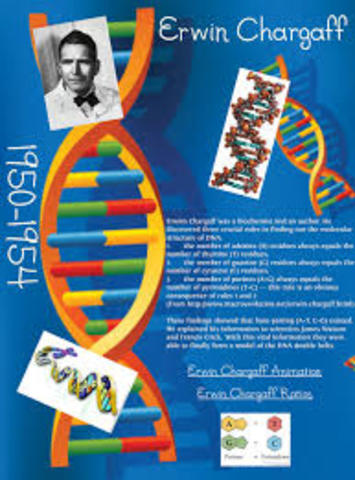 E. Chargaff establece la Ley de Chargaff