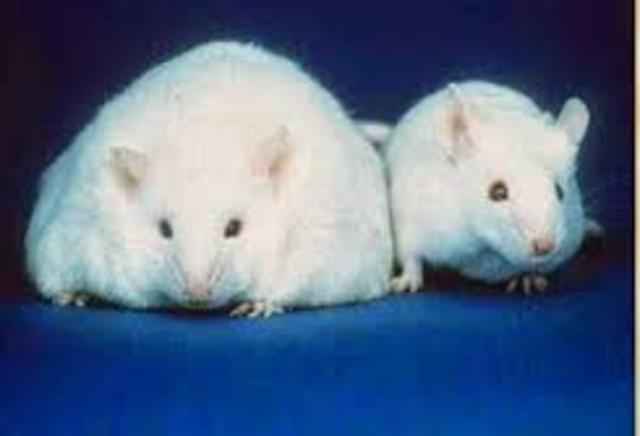 1er animal transgénico