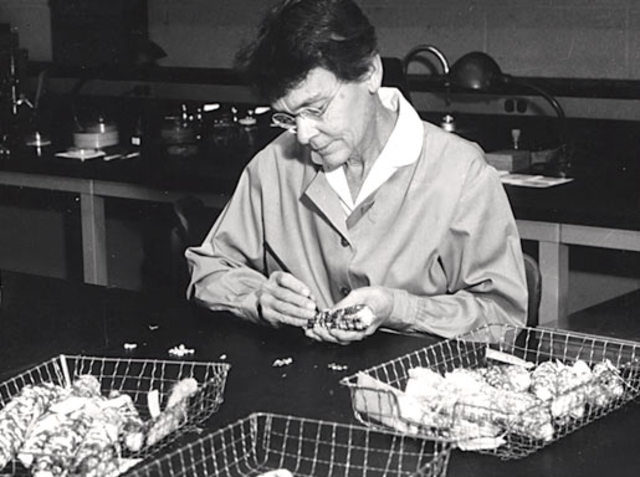 Barbara McClintock and corn chromosomes