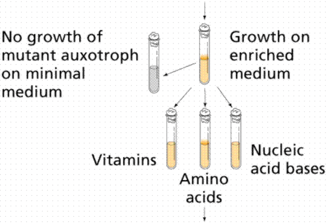 George Beadle and Edward Tatum Synthesize enzymes
