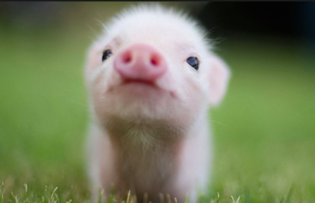 Madame Zeroni gives Elya a piglet