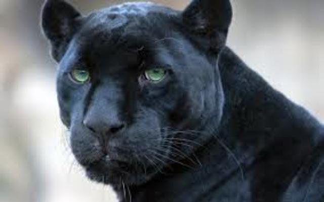 Black Panthers