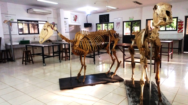 Exposición de piezas oseas