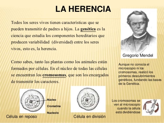 Primera aplicacion importante de la teoría de probabilidad