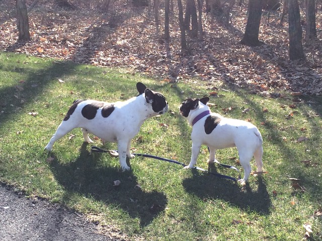 4. En Visitant Mes Voisins