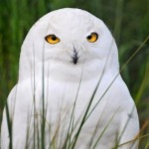 Friends Feature announced!