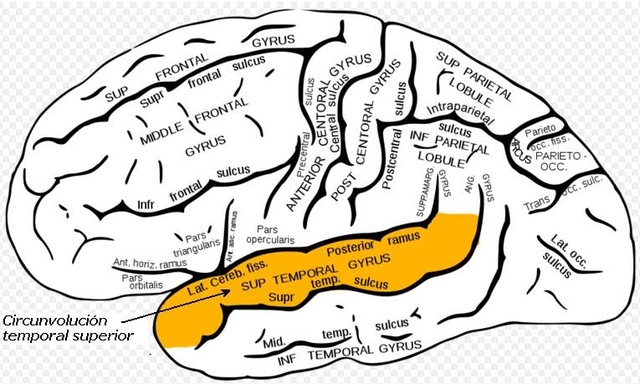 Los procesos psicológicos representan sistemas funcionales complejos