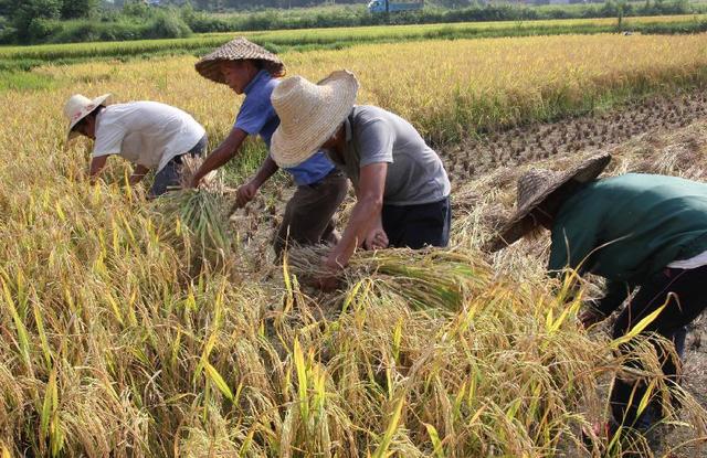 Rice Harvesting