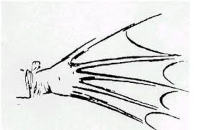 inevents swiming fins