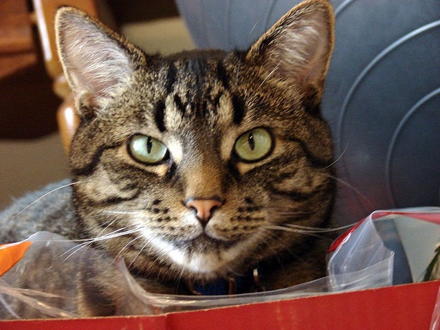 PipHut's First Employee