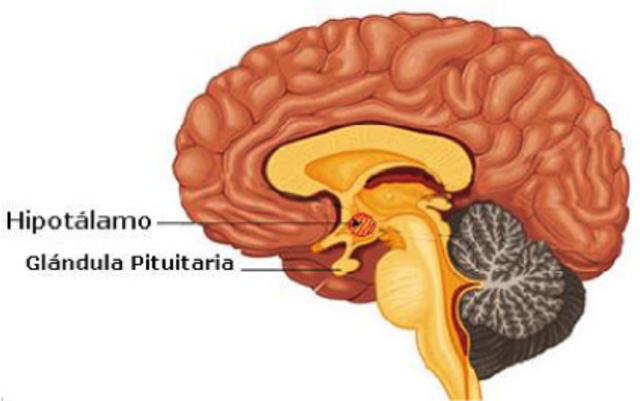 Roger Guillemin, Andrew Victor Schally