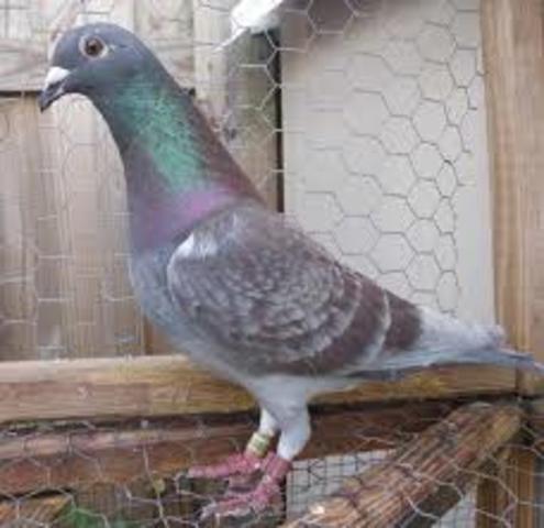 First recorded use of homing pigeons