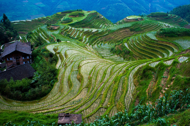 Terraced Farming