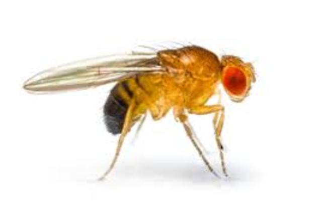 De første dyrene i rommet