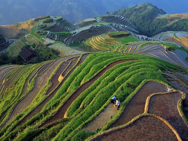 Terraced Rice Farming