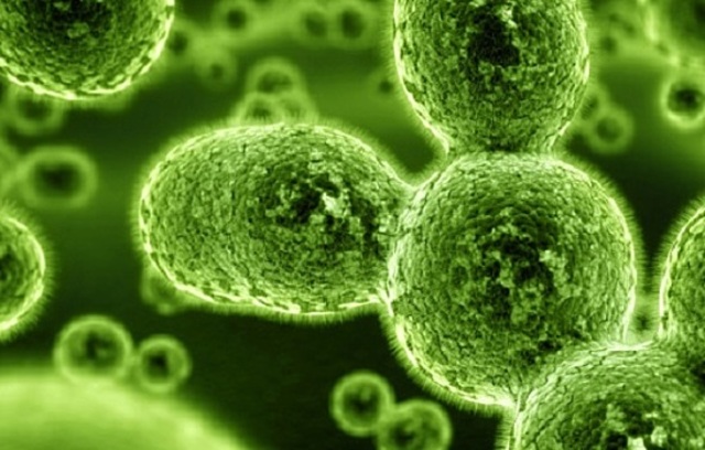 American Polio outbreaks