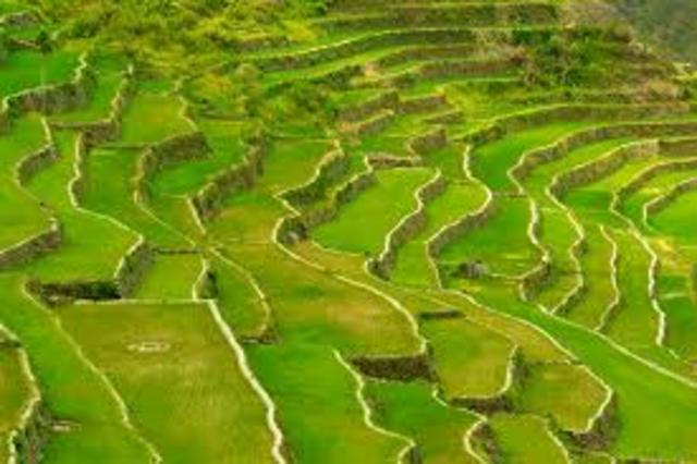 Rice Cultivation in China