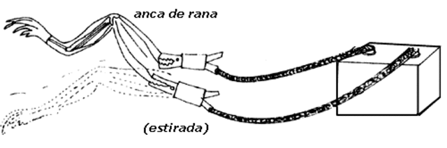 Eléctricidad Animal.