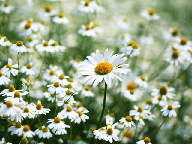 下晡看到一片雛菊