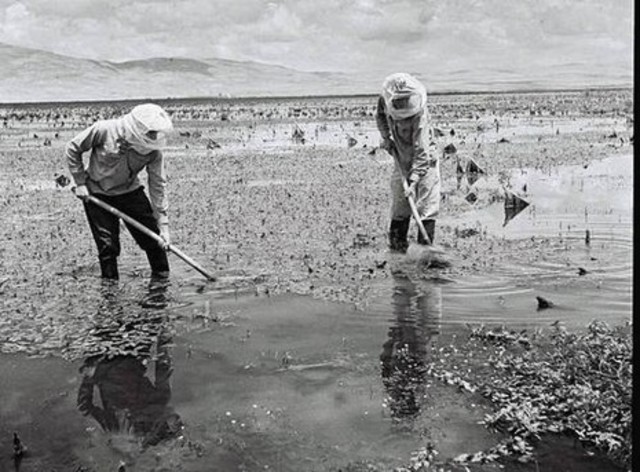 ייבוש החולה