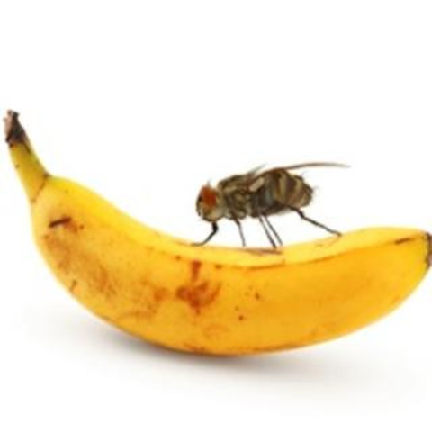 bananfluer