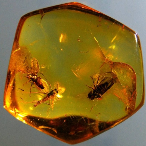 Experimento de resina de ambar