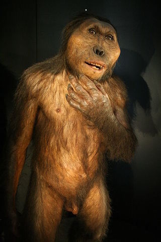 Paranthropus