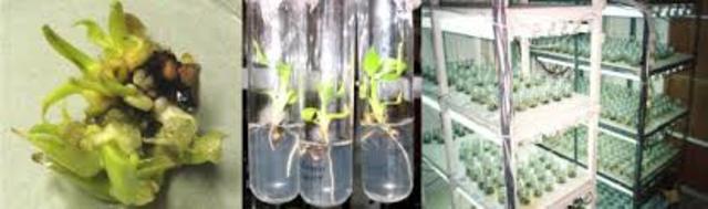 Investigación agrícola