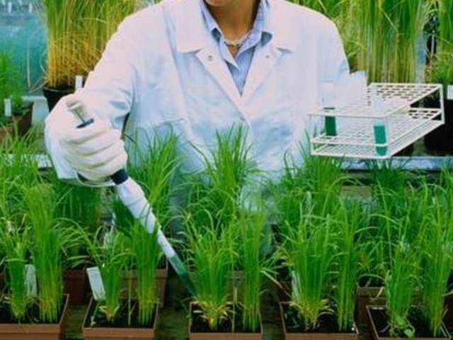 Investigaciones sobre plagas en los cultivos