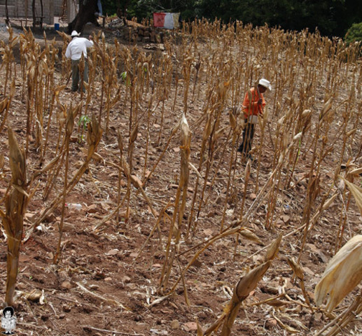 Efectos de las altas temperaturas en los cultivos