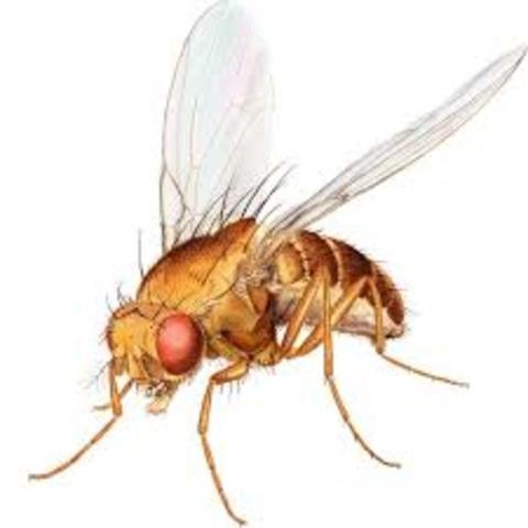 Første dyr i rommet