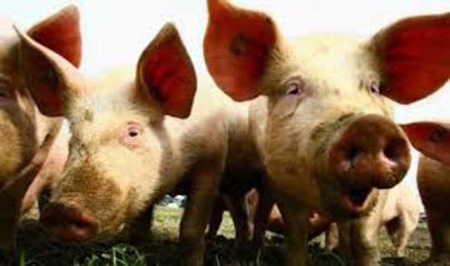 The start of the Flu