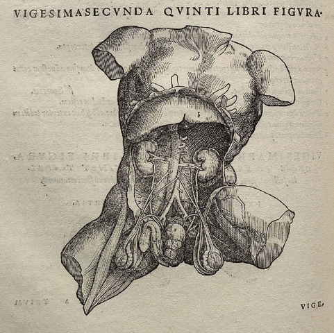 Andrea Vesalius