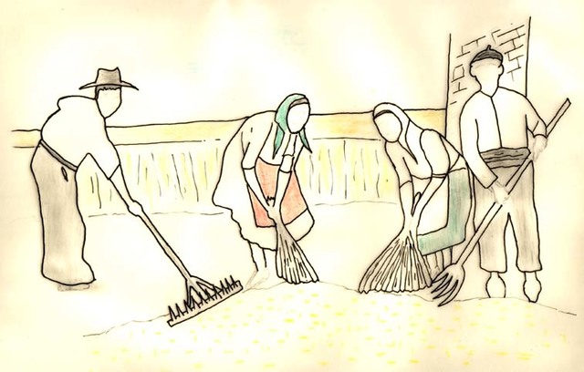 Término acuñado por William F. Gricke define el proceso como hidroponía que significa "agua que trabaja".