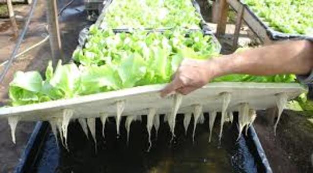 El primer trabajo publicado sobre crecimiento de plantas terrestres sin suelo fue, Sylva Sylvarum por Francis Bacon.