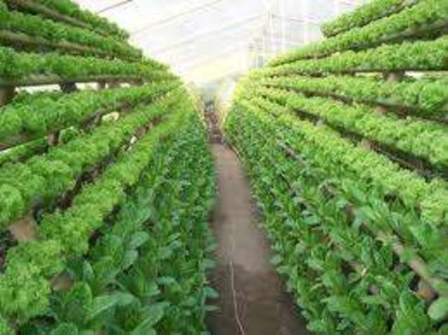 Robert Boyle es el creador de la idea de crecer plantas en agua, dando pie a los cultivos sin tierra.