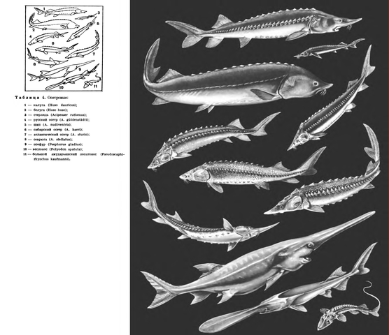 Россия и Китай решили восстанавливать осетровых на Амуре